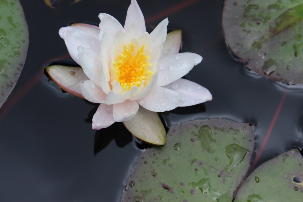 pond lilly pad and flower, fleur de nénuphar