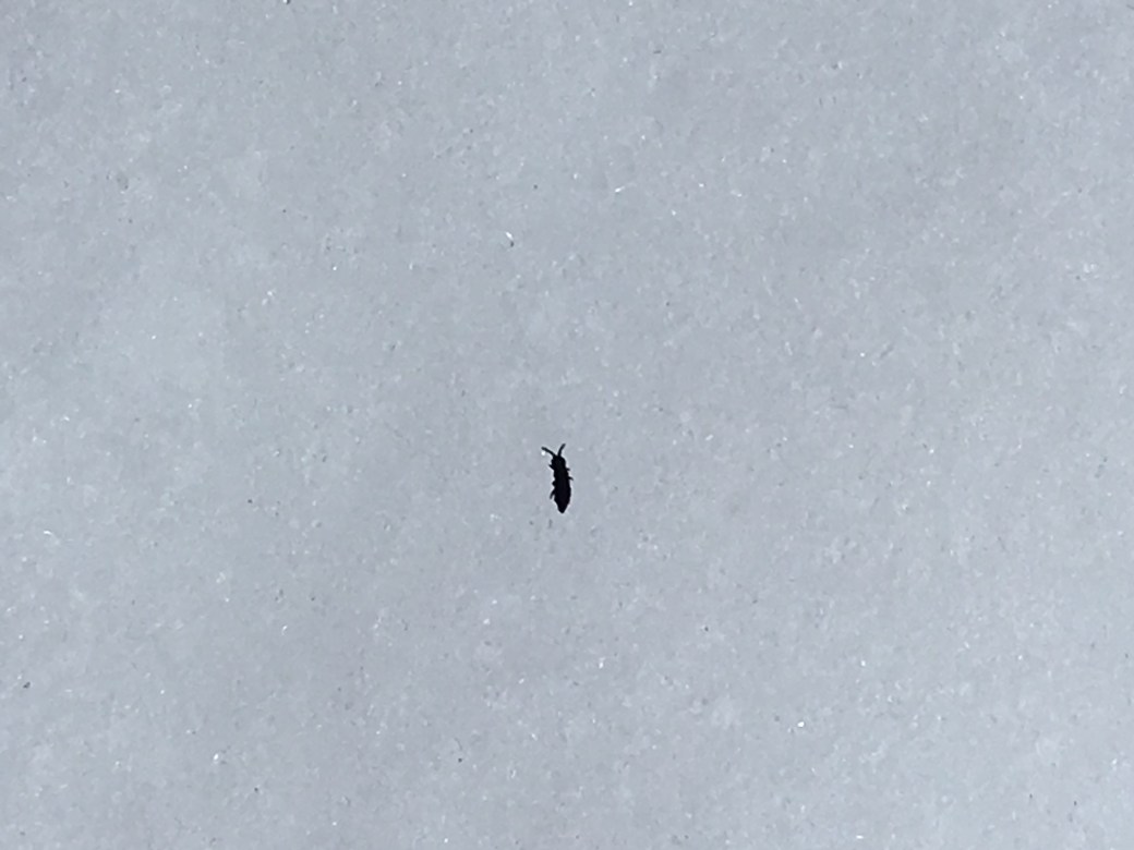 inconnu_11fevr2018_st_hilaire